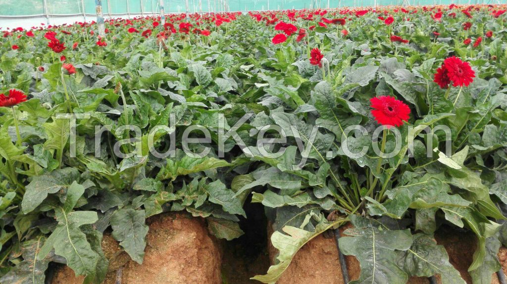 Gerbera Cut Flowers