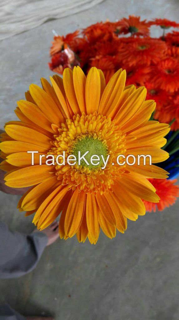 Gerbera Cut Flowers