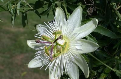 Passion Flower extract