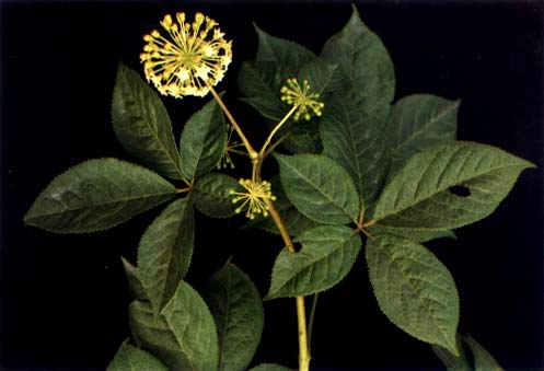 Siberian Ginseng extract