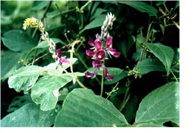 kudzu root extract