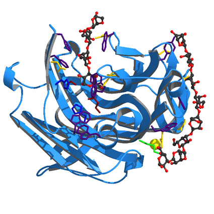 Alpha Amylase, glucoamylase enzymes