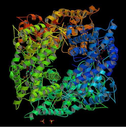 Xylanase Enzyme