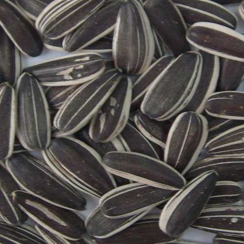 sunflower seeds 5009