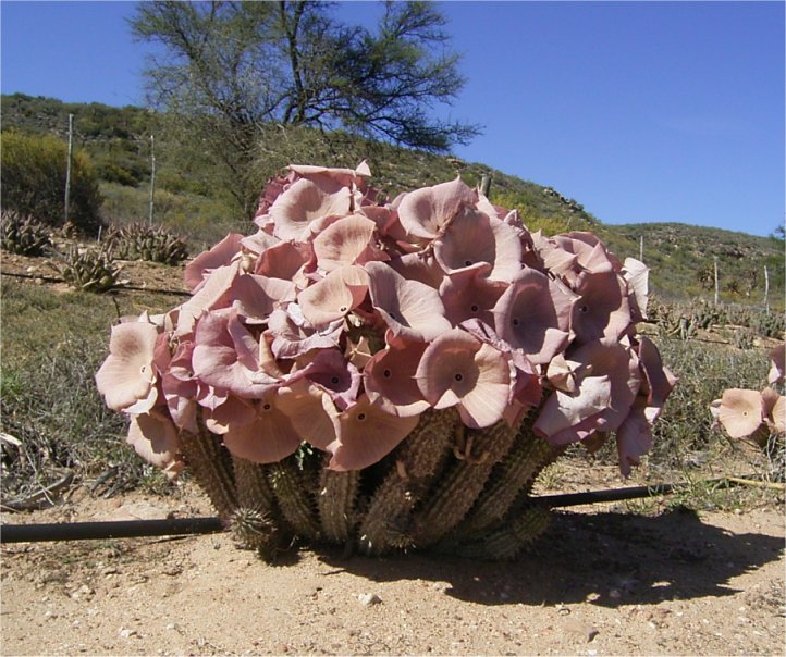 Hoodia gordonii