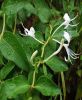 Honeysuckle Flower