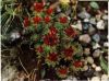 Rhodiola Rosea