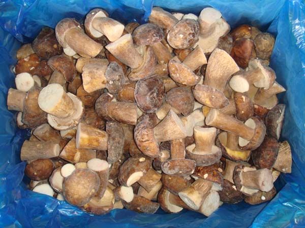 2013 New Crop Frozen Boletus Edulis