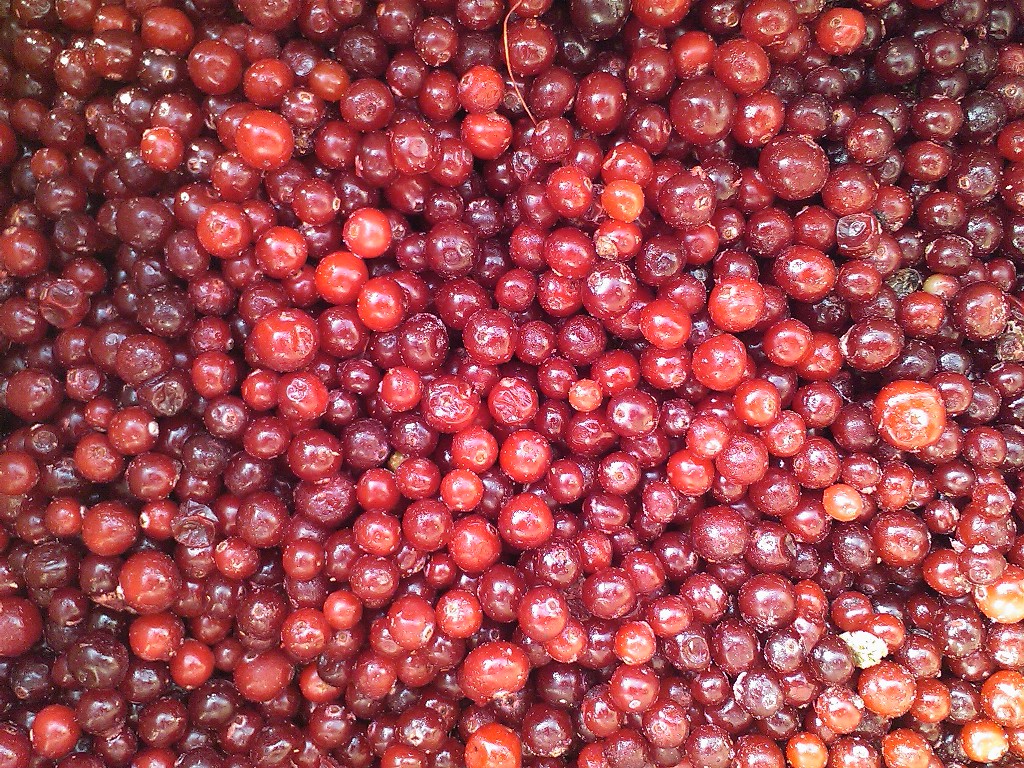 Frozen cranberries