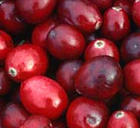 Cranberry fruit Extract Vaccinium Macrocarpon extract