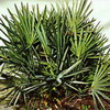 Saw Palmetto Extract Serenoa repens Extract Total Fatty Acid