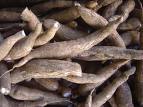 Fresh Cassava