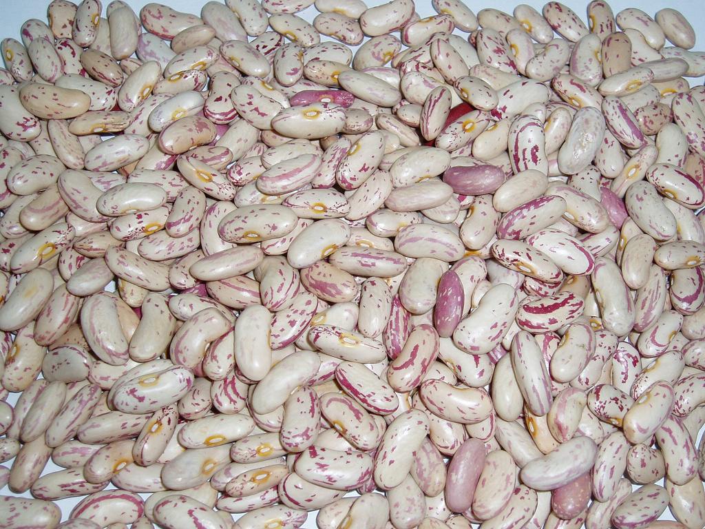 light speckled kidney bean