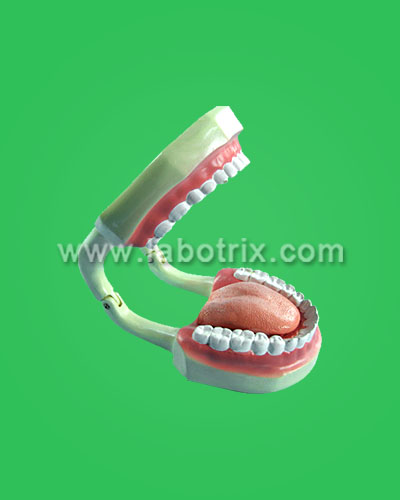 Tooth care model w/ brush, large