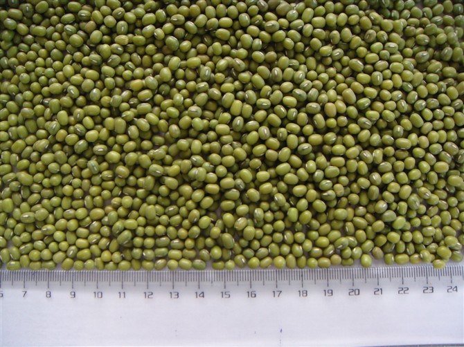 mung bean