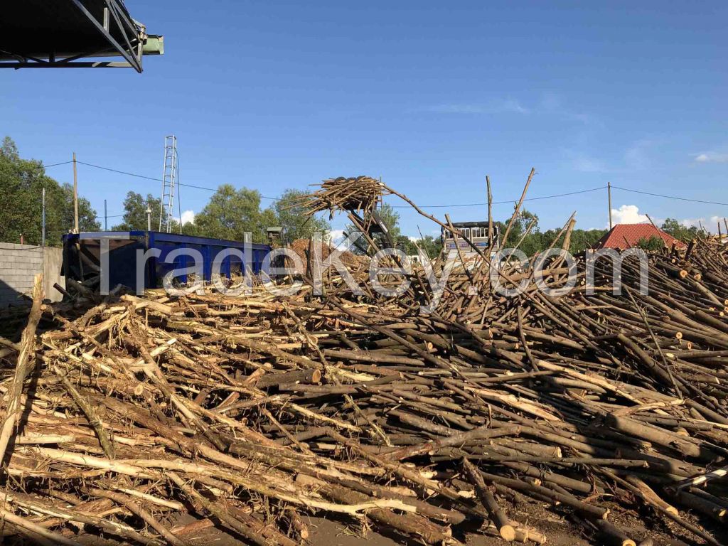 Acacia, Eucalyptus woodchip for pulp