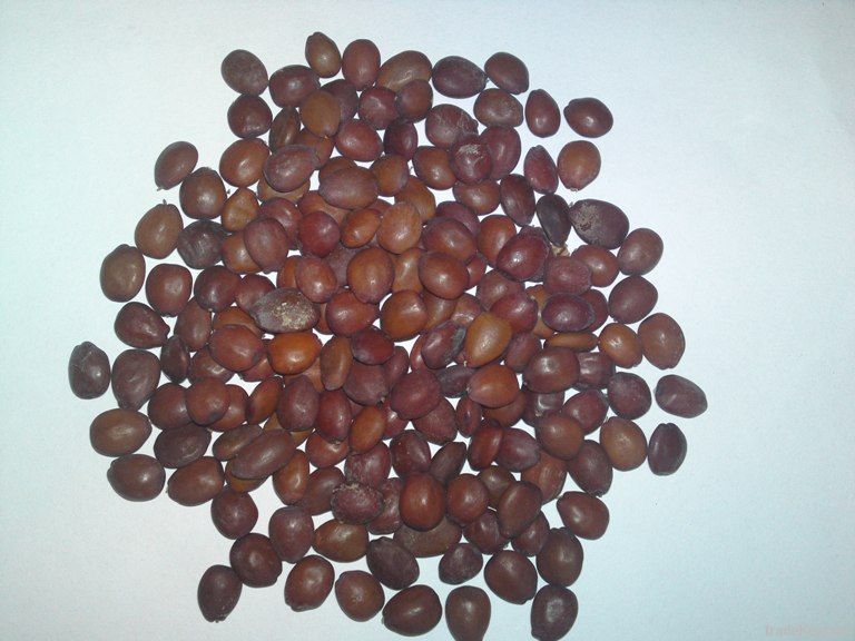 CAROB SEED 100 % NATURAL