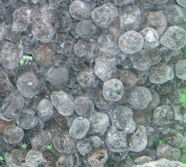 Tuber melanosporum