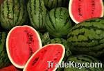 Fresh Watermelon Fruits