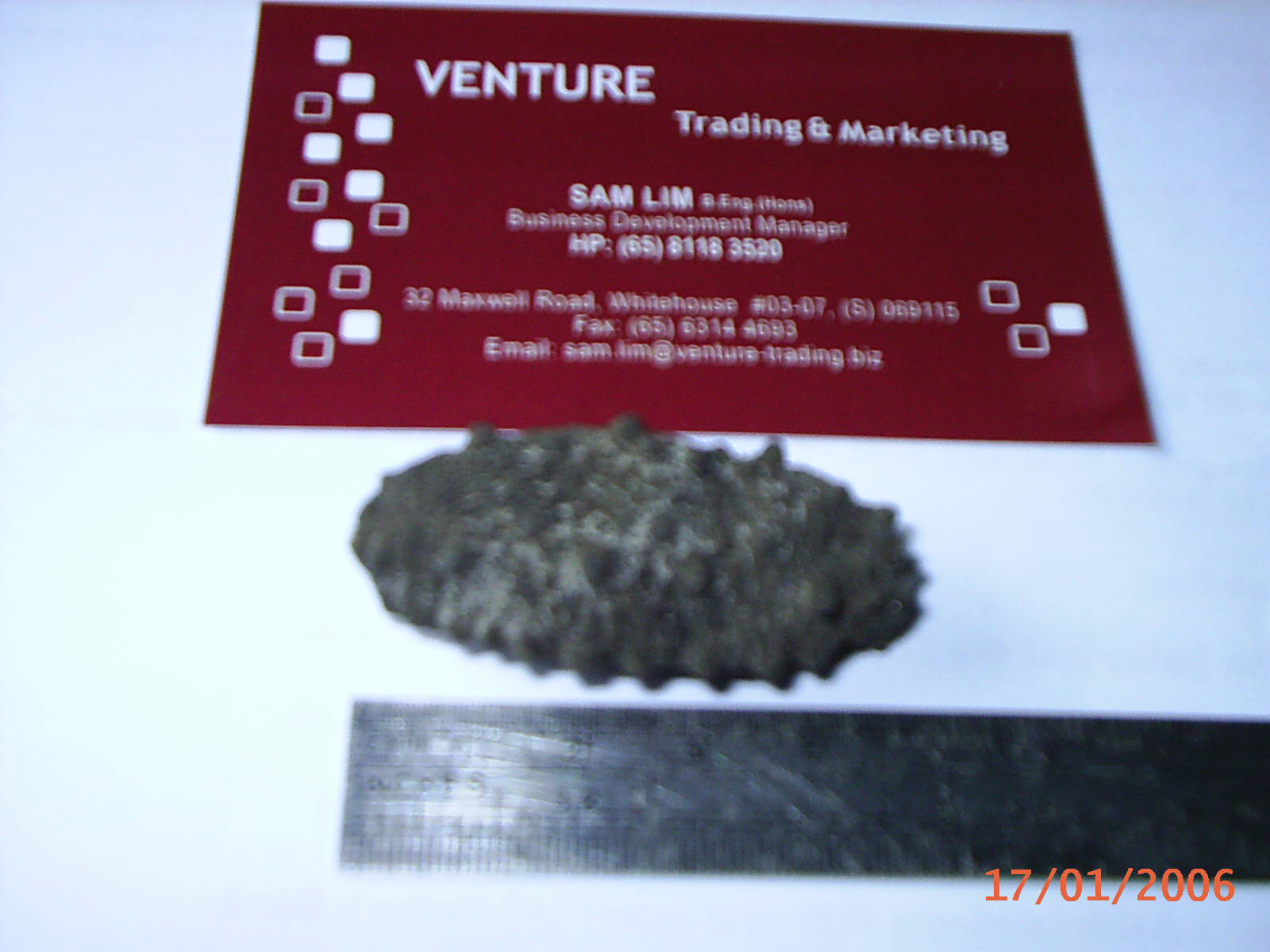 Sea Cucumbers