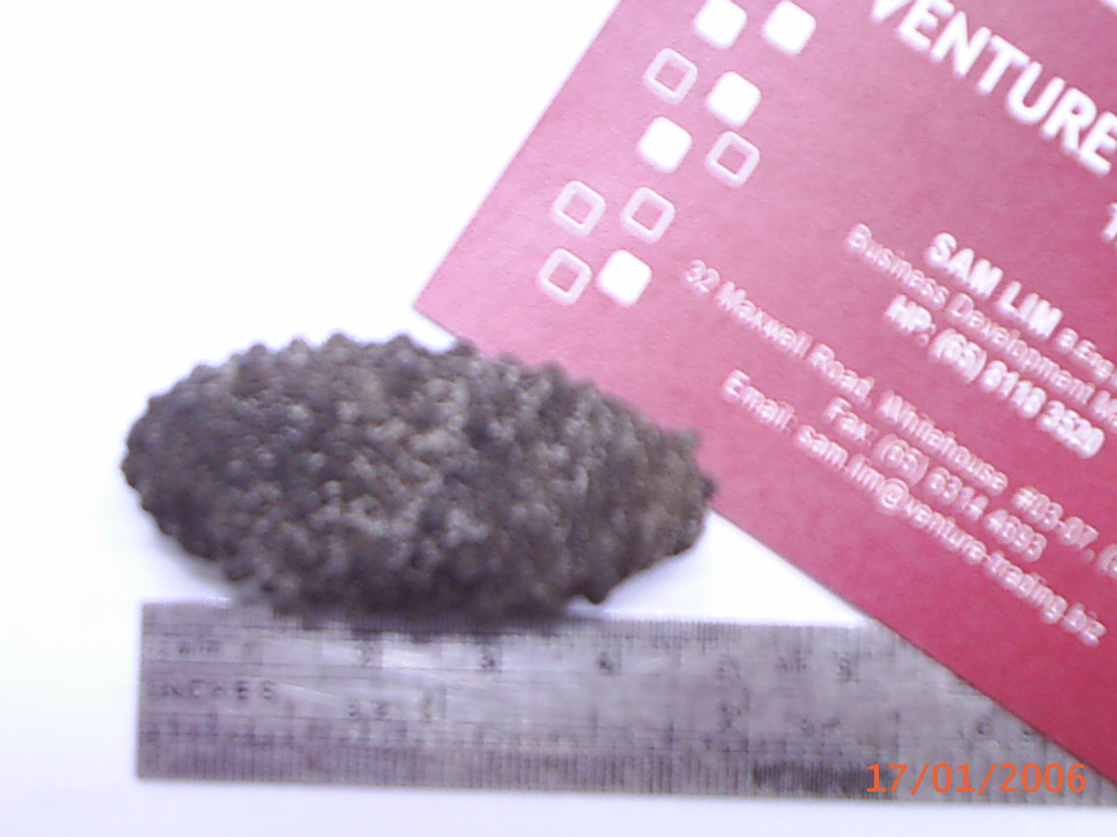 Sea Cucumbers
