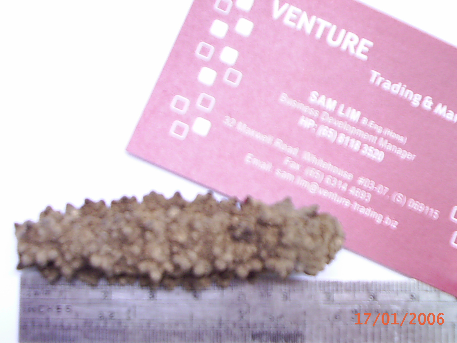 Sea Cucumbers
