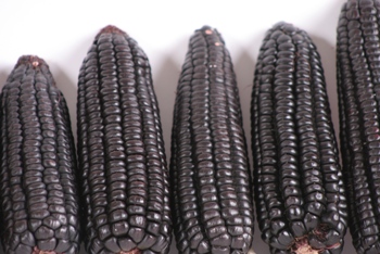 Purple Corn