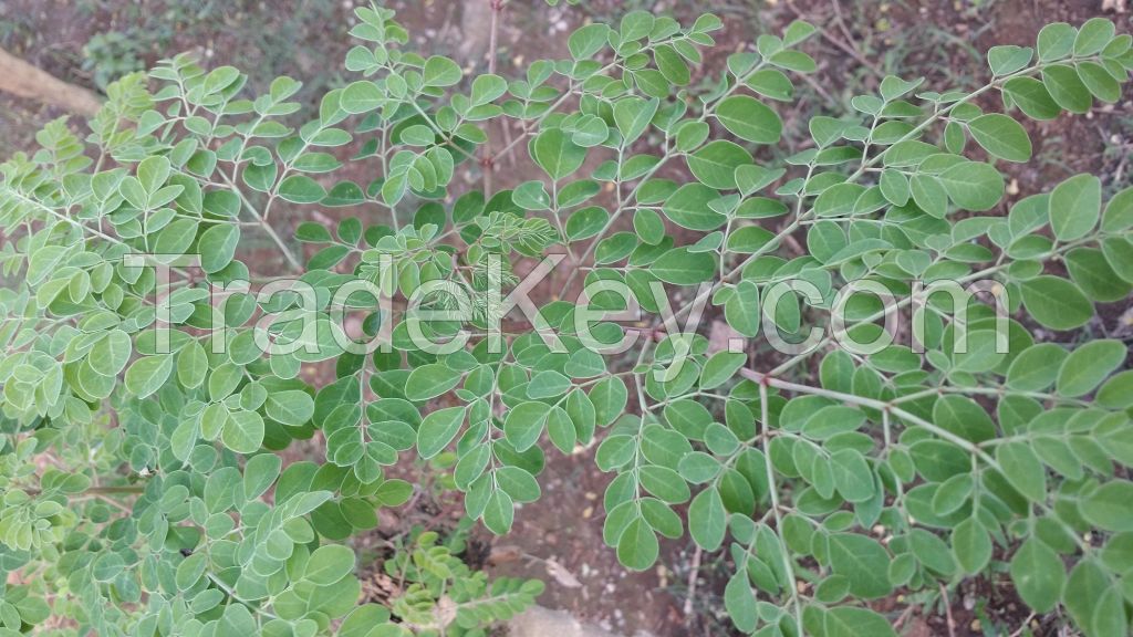 Moringa