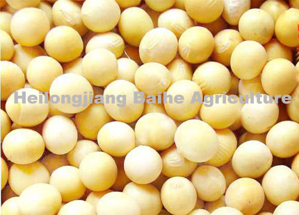 SOYBEAN