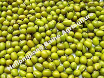 MUNG BEAN