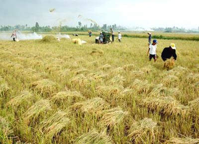 Vietnamese Long grain white rice