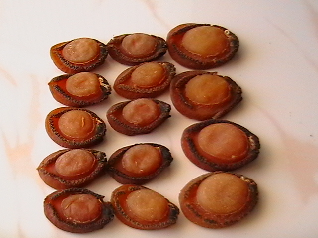 Dried Abalone