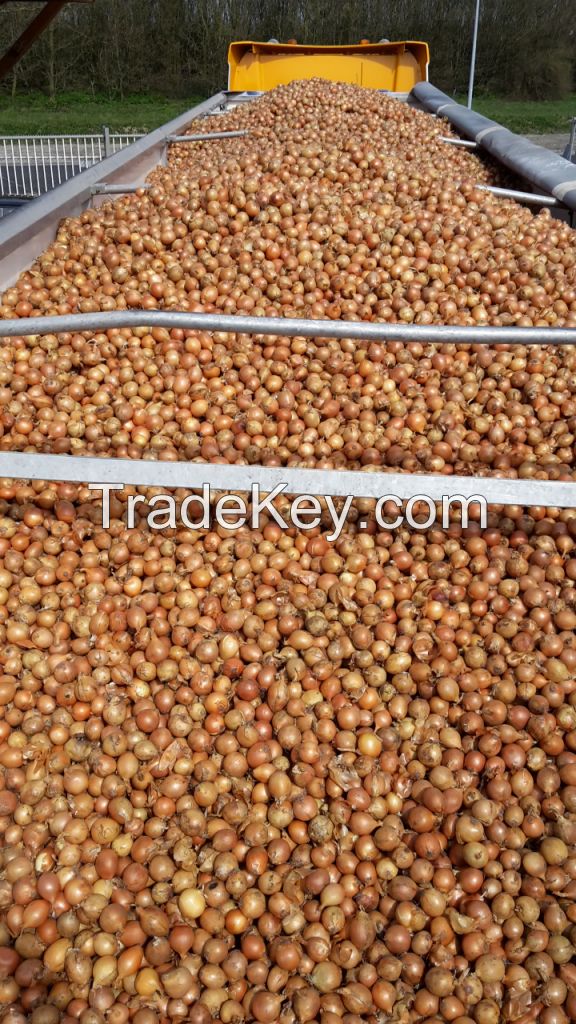 Onions, Oignons, Cebolla Holland Export Import Victoria Mondial