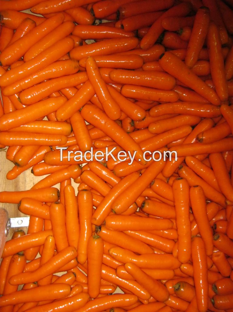 Carrots, Carottes, Carota Holland Export Import Victoria Mondial