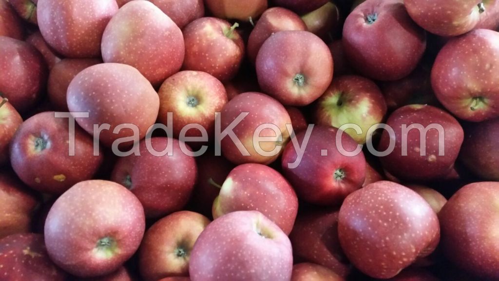 Apples, Pommes, Manzanas Holland Export import Victoria Mondial (Golden Delicious, Red Jonaprince, Jonagold)