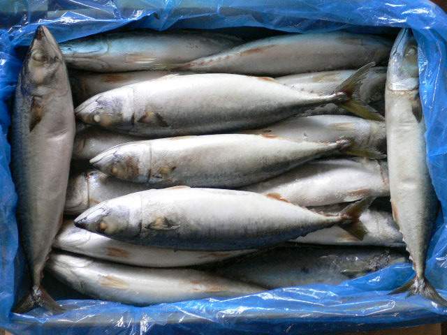 Frozen Mackerel