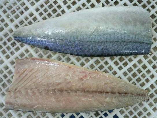 Frozen Mackerel Fillets