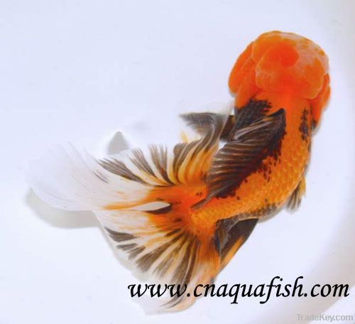 Goldfish Oranda