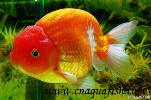 Goldfish Ranchu