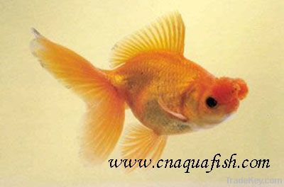 Goldfish Pom pom