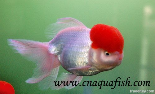 Goldfish Oranda