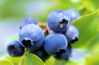 Bilberry Extract