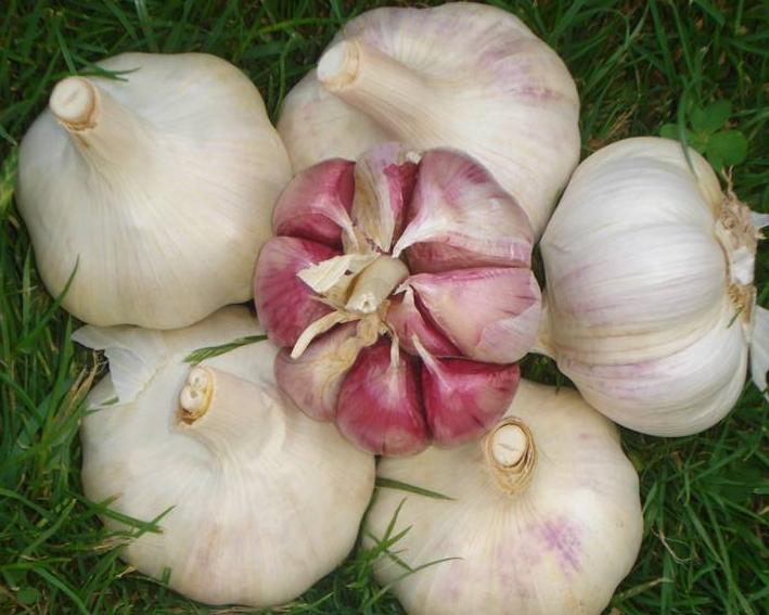 Garlic