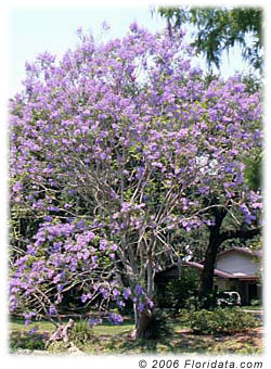 Jacaranda acutifolia