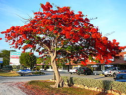 Delonix regia