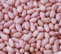 peanut kernel