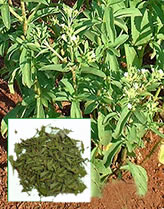 Stevia y Cedron  Paraguay