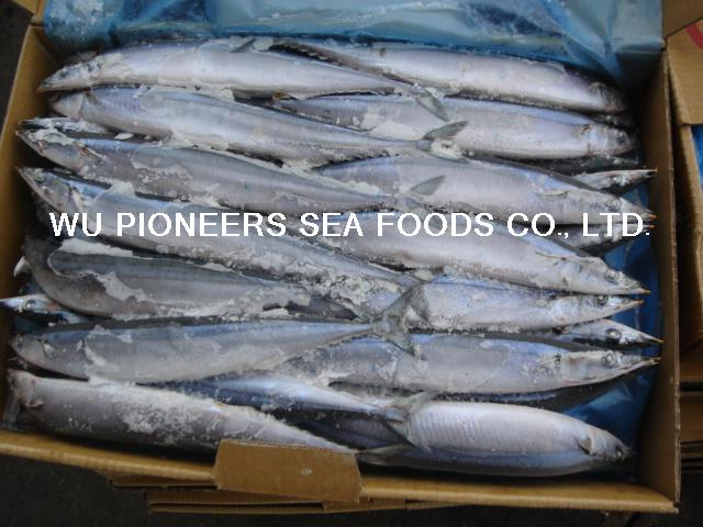 Sell Pacific Saury