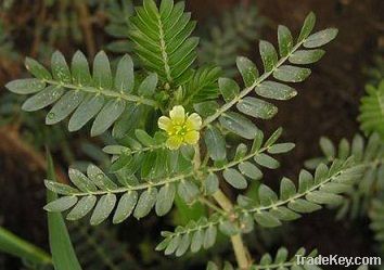 Tribulus Terrestris Extract