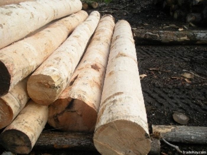 Eastern White Pine Logs